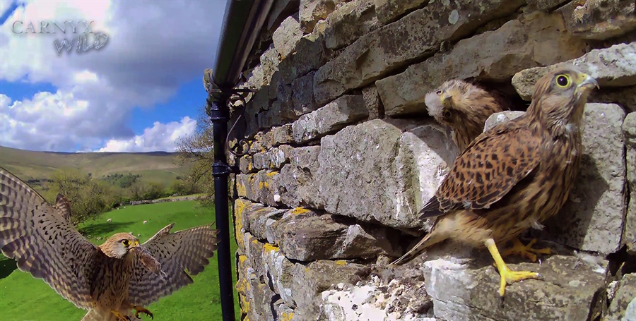 Building An Archive of Live Wildlife Footage