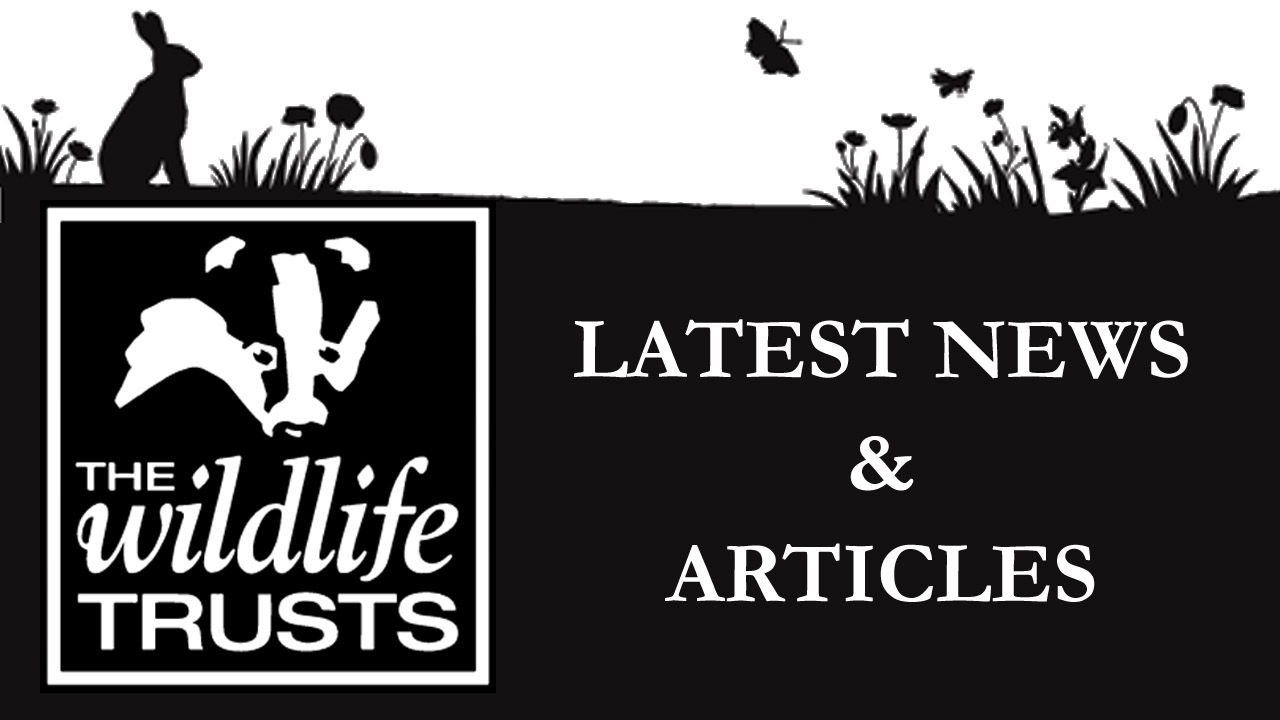 News From The UK Wildlife Trusts