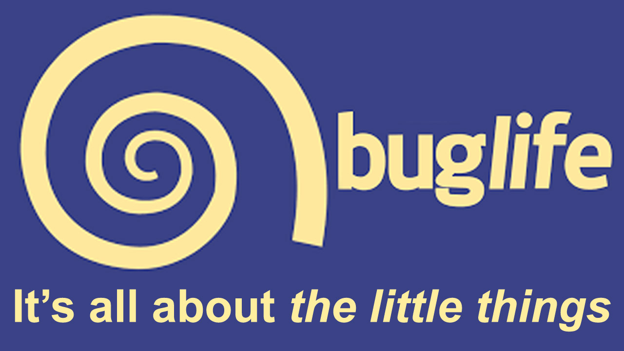 Buglife News - Saving the small things that run the planet